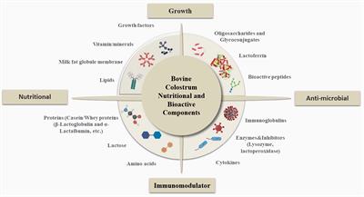 Bovine colostrum and its potential contributions for treatment and prevention of COVID-19